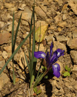 2008-03-30_37 Iris Cropped Thumbnail.jpg - 32379 Bytes 